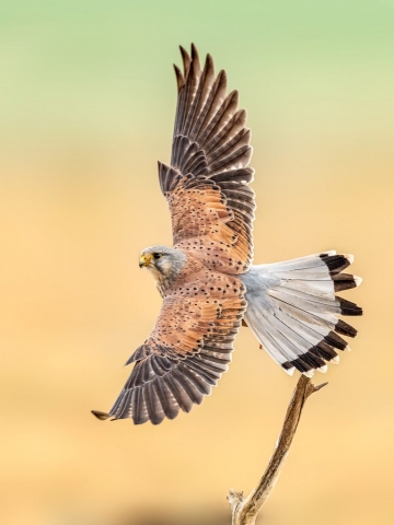 Common Kestrel Male