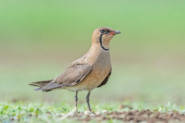 Oriental Pratincole