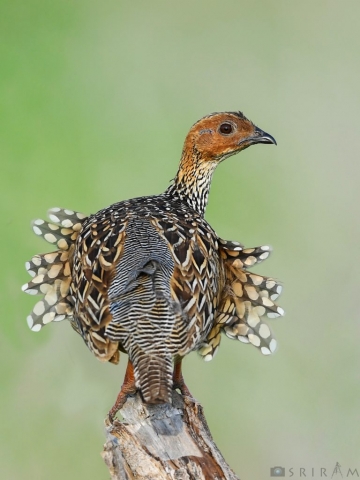 Painted Francolin