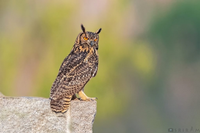 Indian Eagle-Owl