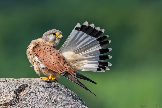 Common Kestrel Male