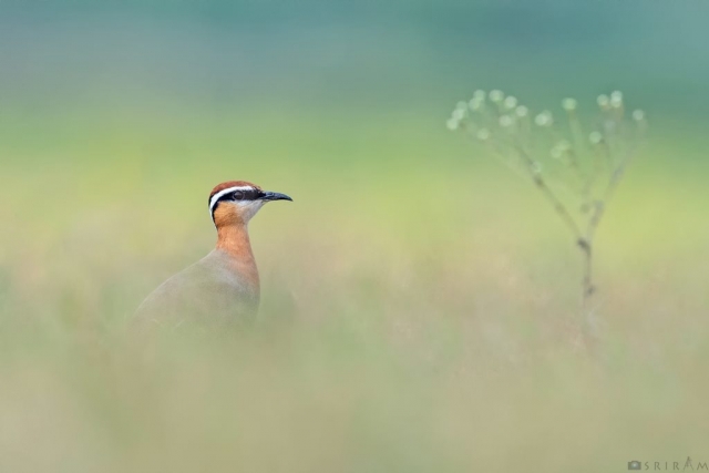 Indian Courser