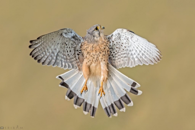 Common Kestrel Male