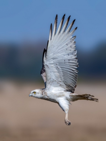 Short-toed Snake-Eagle