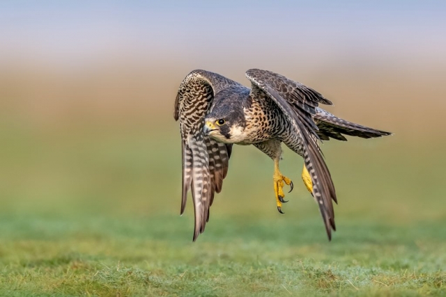 Peregrine Falcon