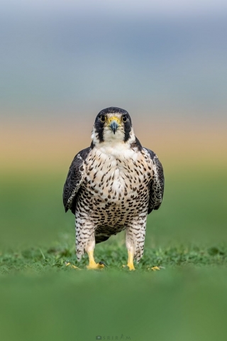 Peregrine Falcon