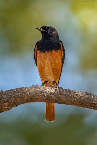 Black Redstart