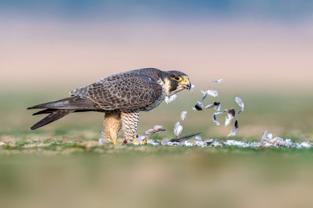 Peregrine Falcon