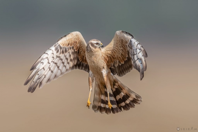 Montagu's Harrier