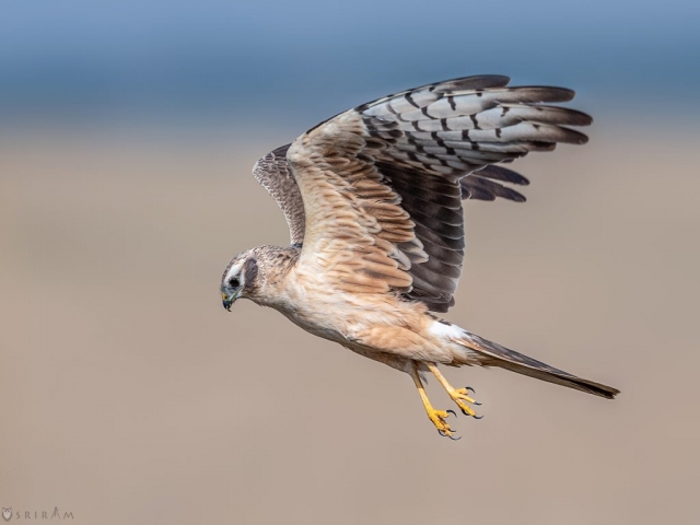 Montagu's Harrier