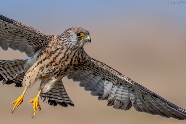 Lesser Kestrel