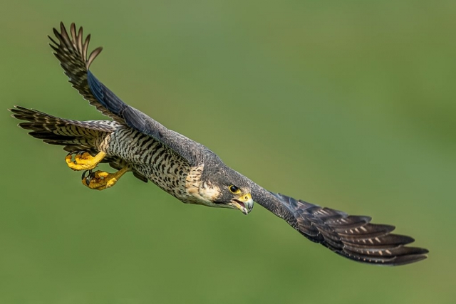 Peregrine Falcon