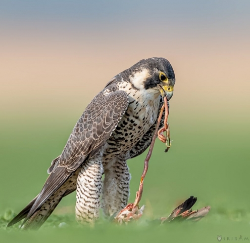 Peregrine Falcon