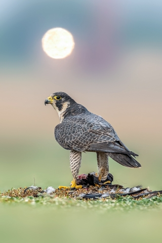 Peregrine Falcon