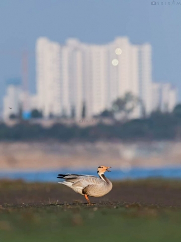 Bar-headed Goose