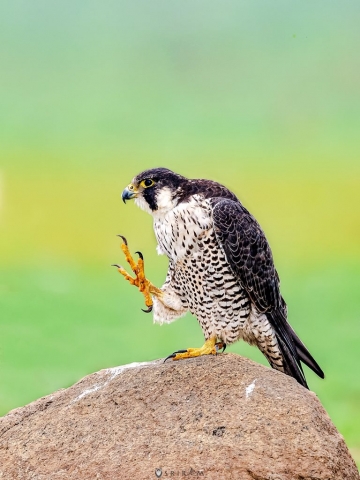 Peregrine Falcon