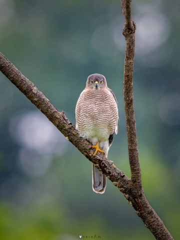 Shikra Female