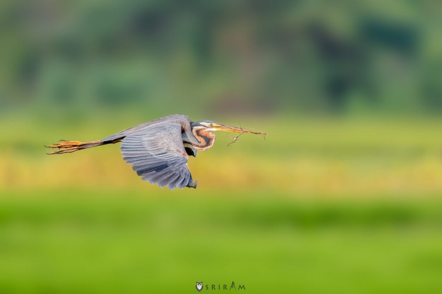 Purple Heron