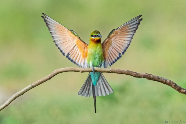 Blue-tailed Bee-Eater